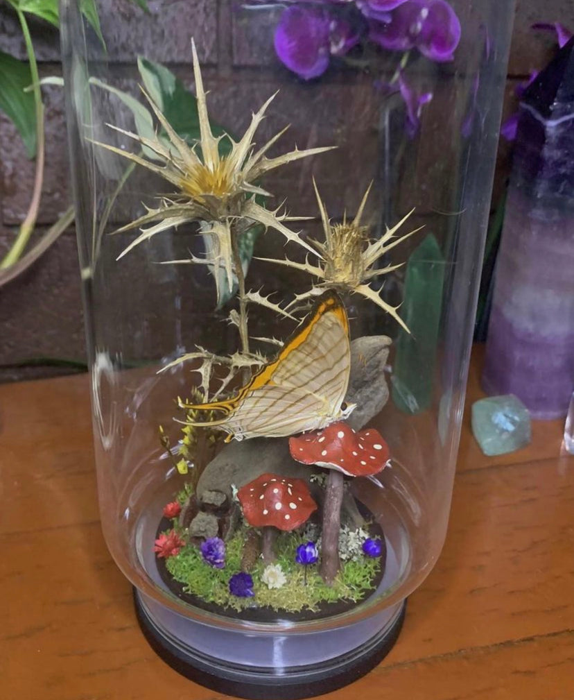 Butterfly Dome (Marpesia Harmonia)