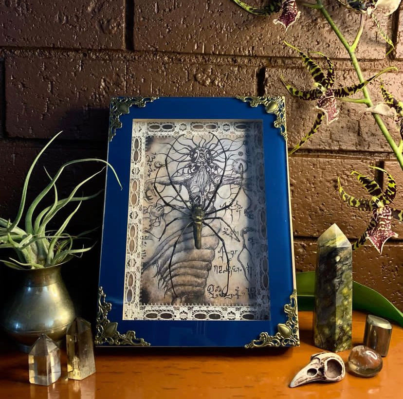 Framed Orb Spider (Nephila)