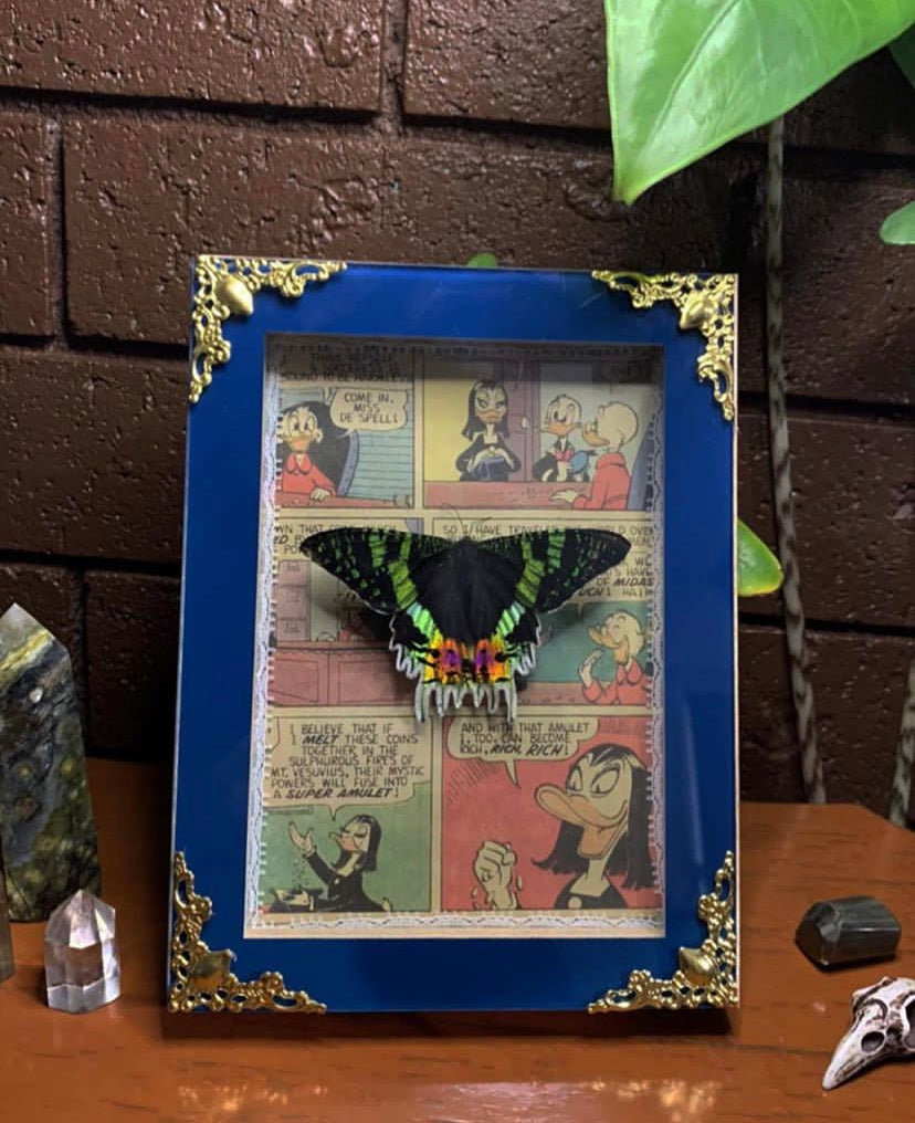 Framed Butterfly (Urania Leilus)