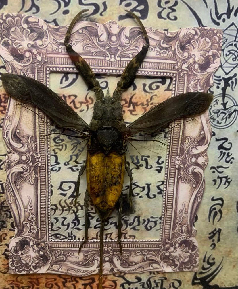 Framed Java Water Scorpion