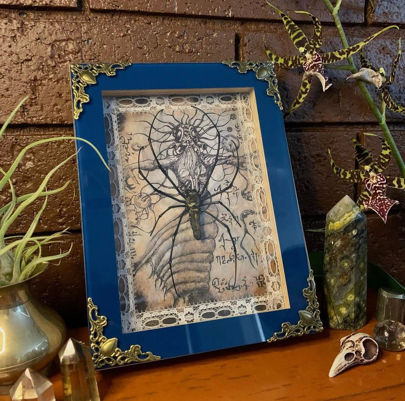 Framed Orb Spider (Nephila)