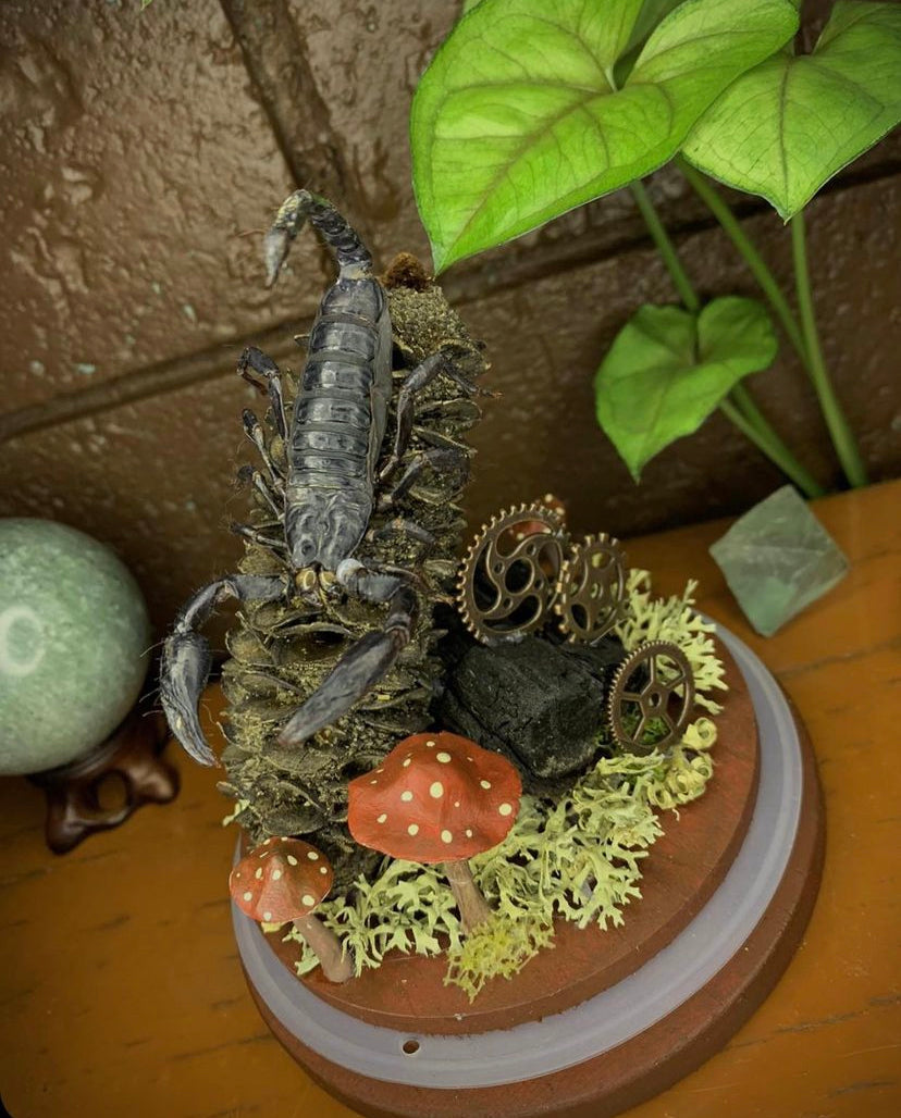 Scorpion Dome