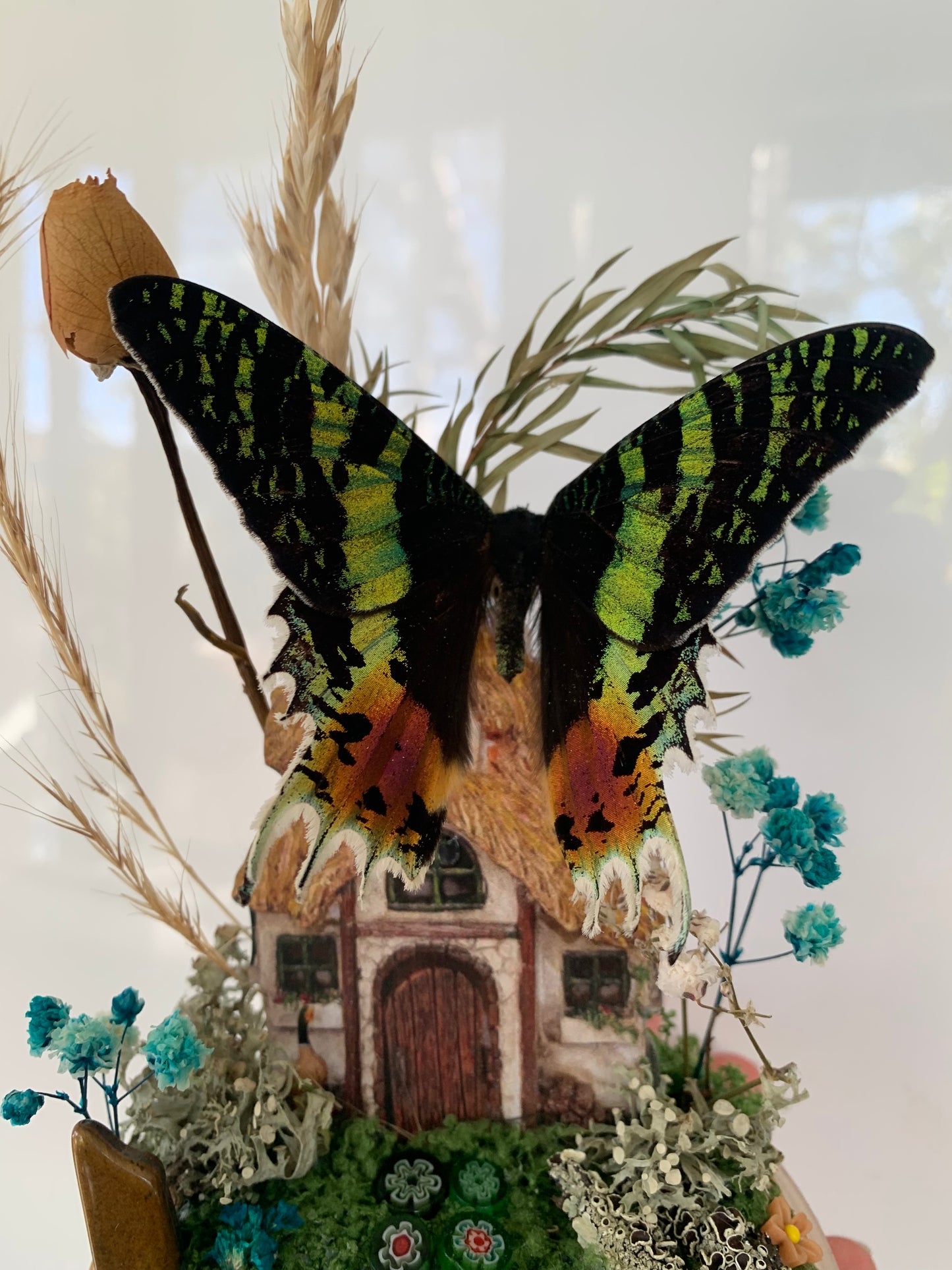 Sunset moth on farm house