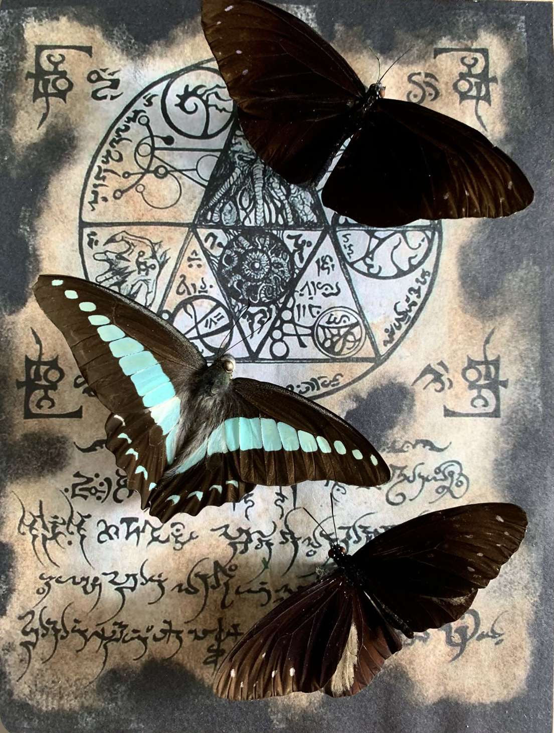 Three framed butterflies