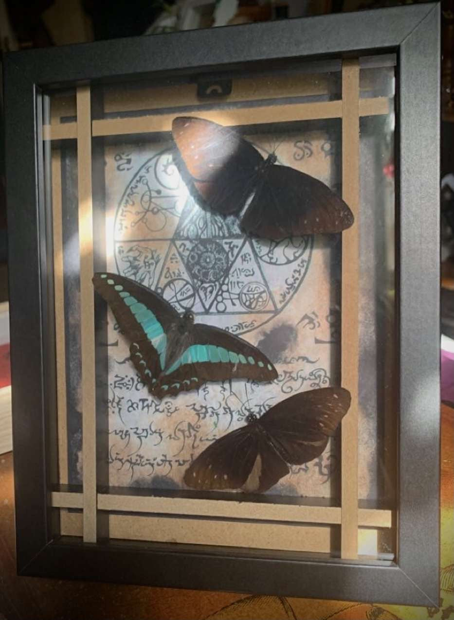 Three framed butterflies