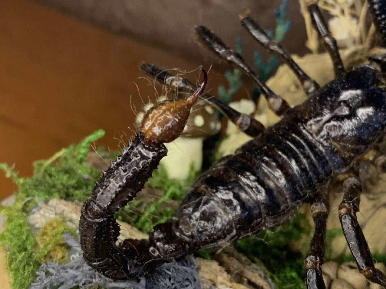 Large Scorpion Dome