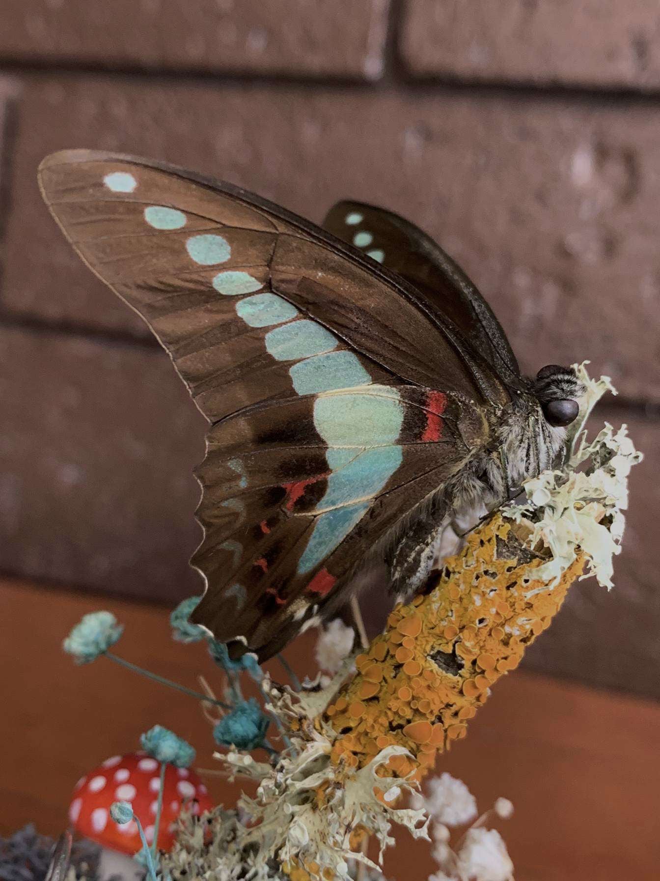 Small Butterfly Dome (Graphium sarpedon)
