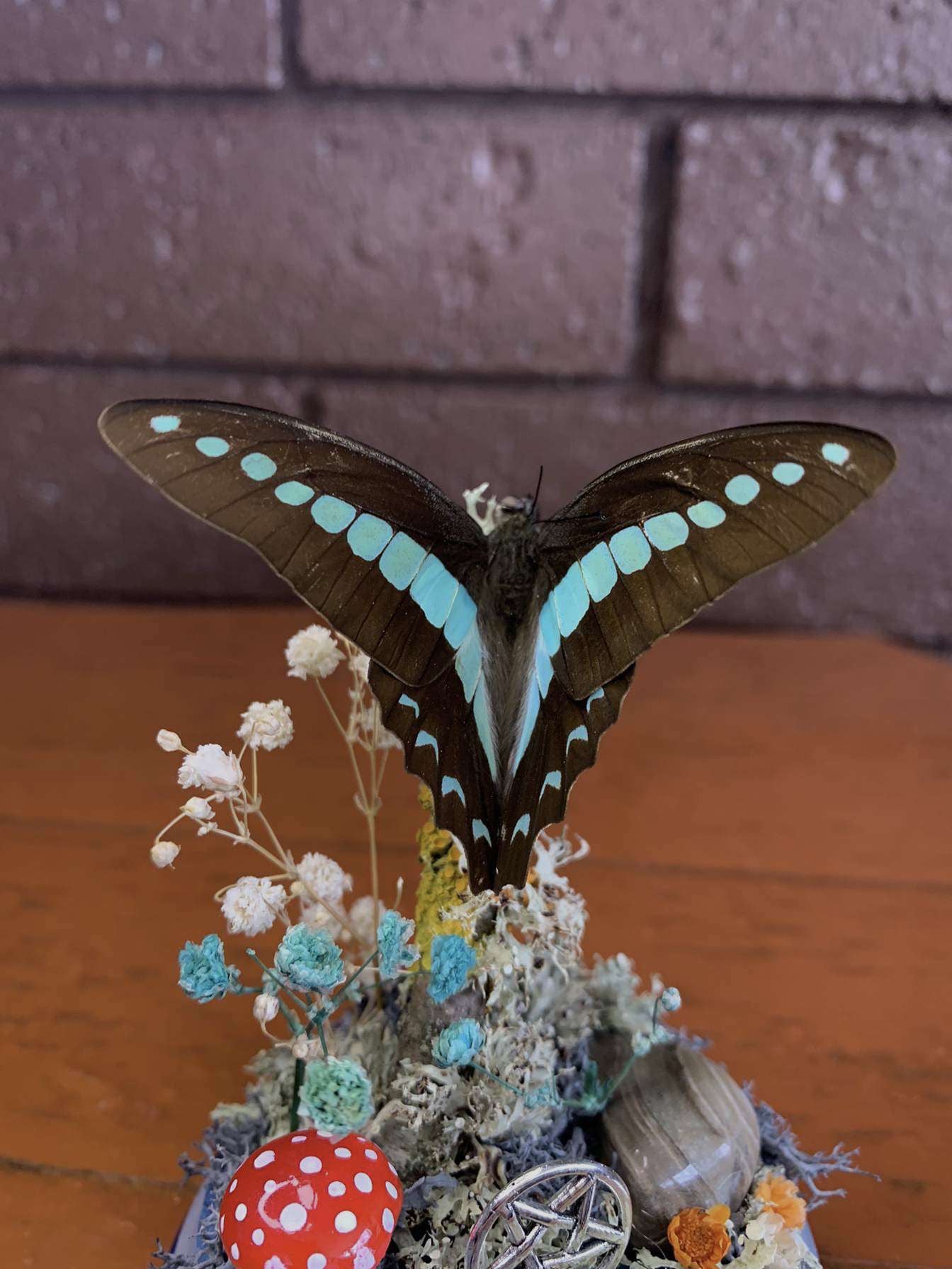 Small Butterfly Dome (Graphium sarpedon)