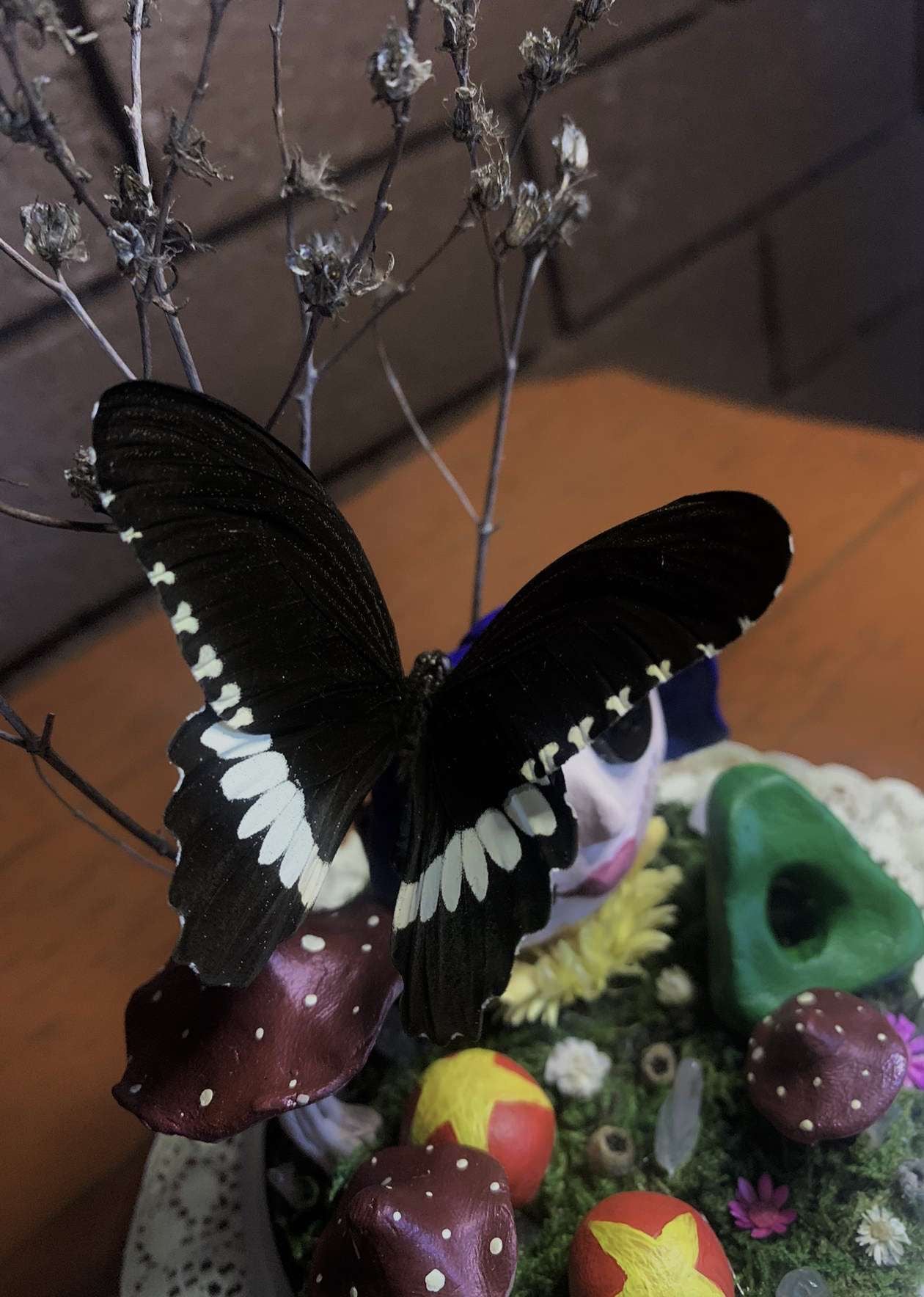 Coraline Butterfly Dome (Meneladies polytes ledebouria)