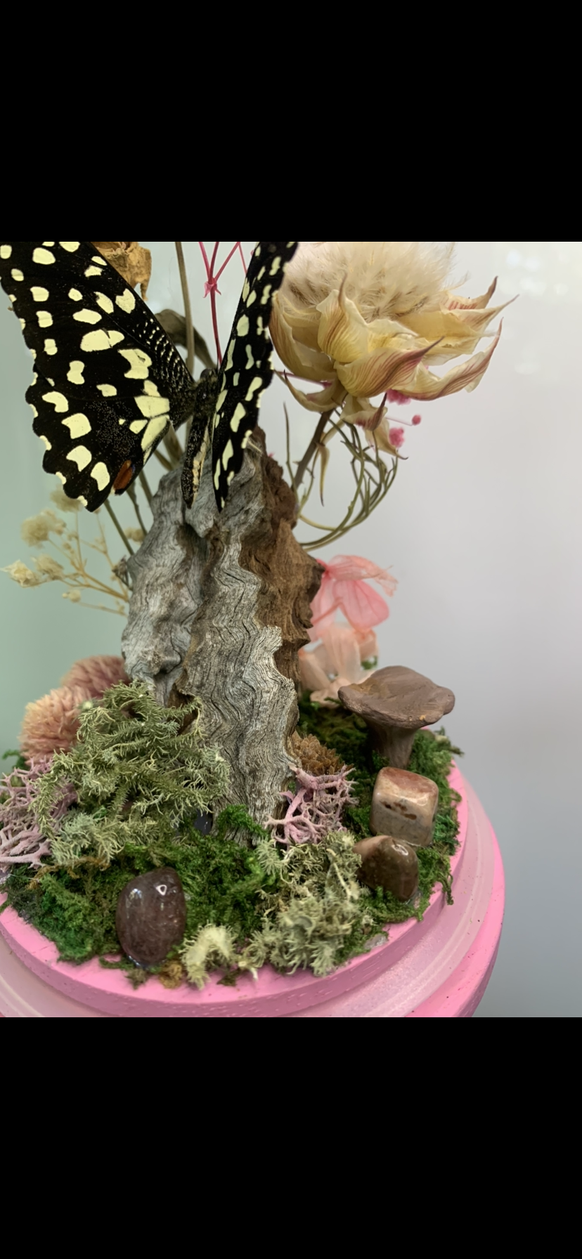 Large pink Butterfly Dome (Papilio demoleus libanius)