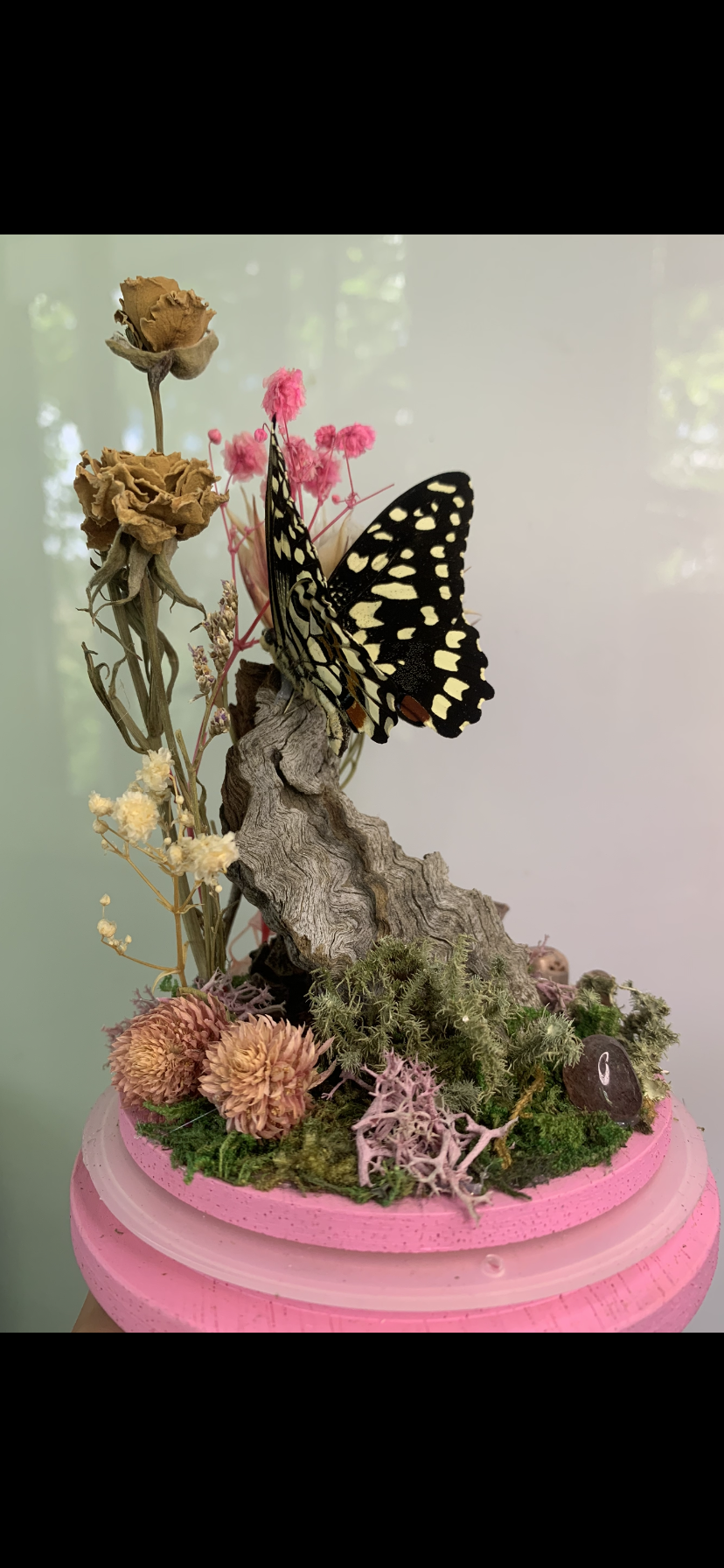 Large pink Butterfly Dome (Papilio demoleus libanius)