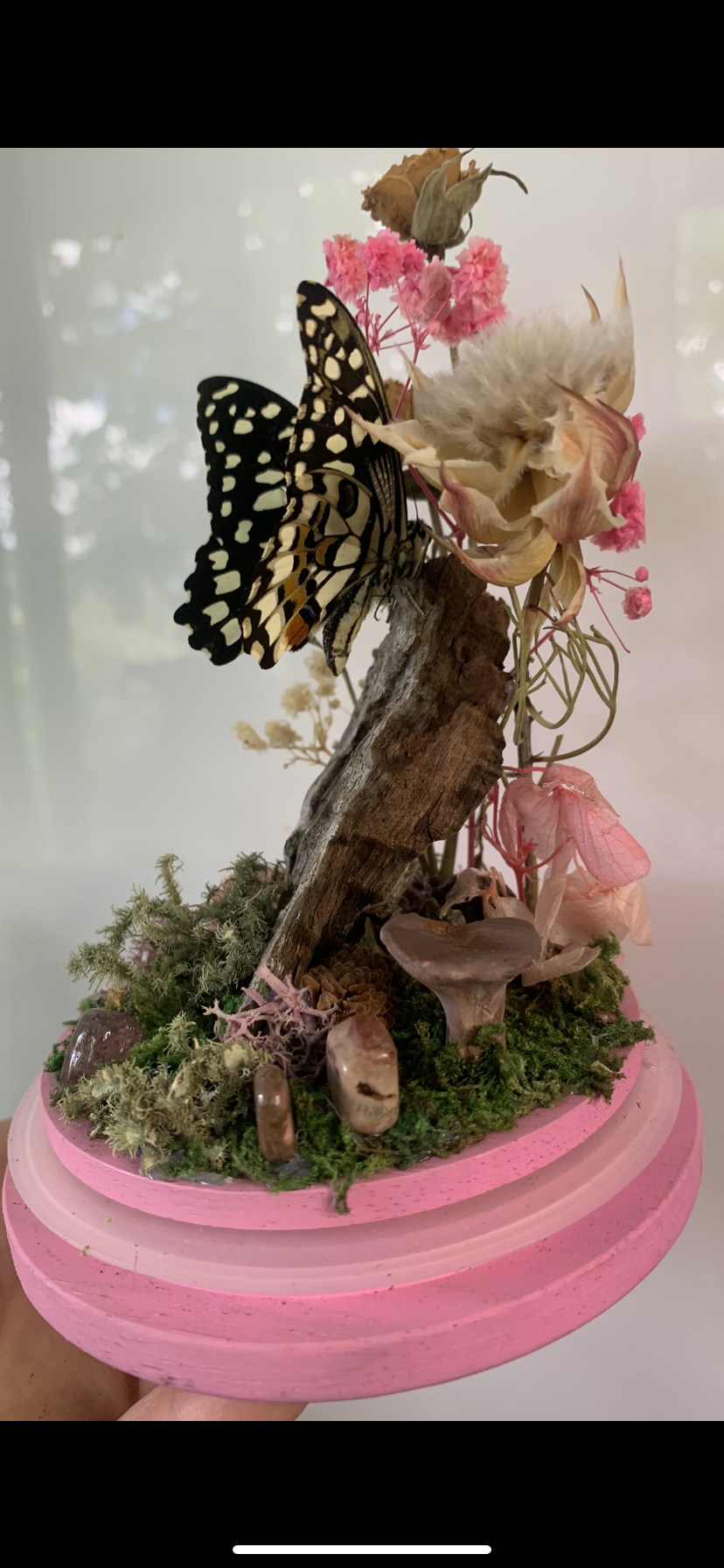 Large pink Butterfly Dome (Papilio demoleus libanius)