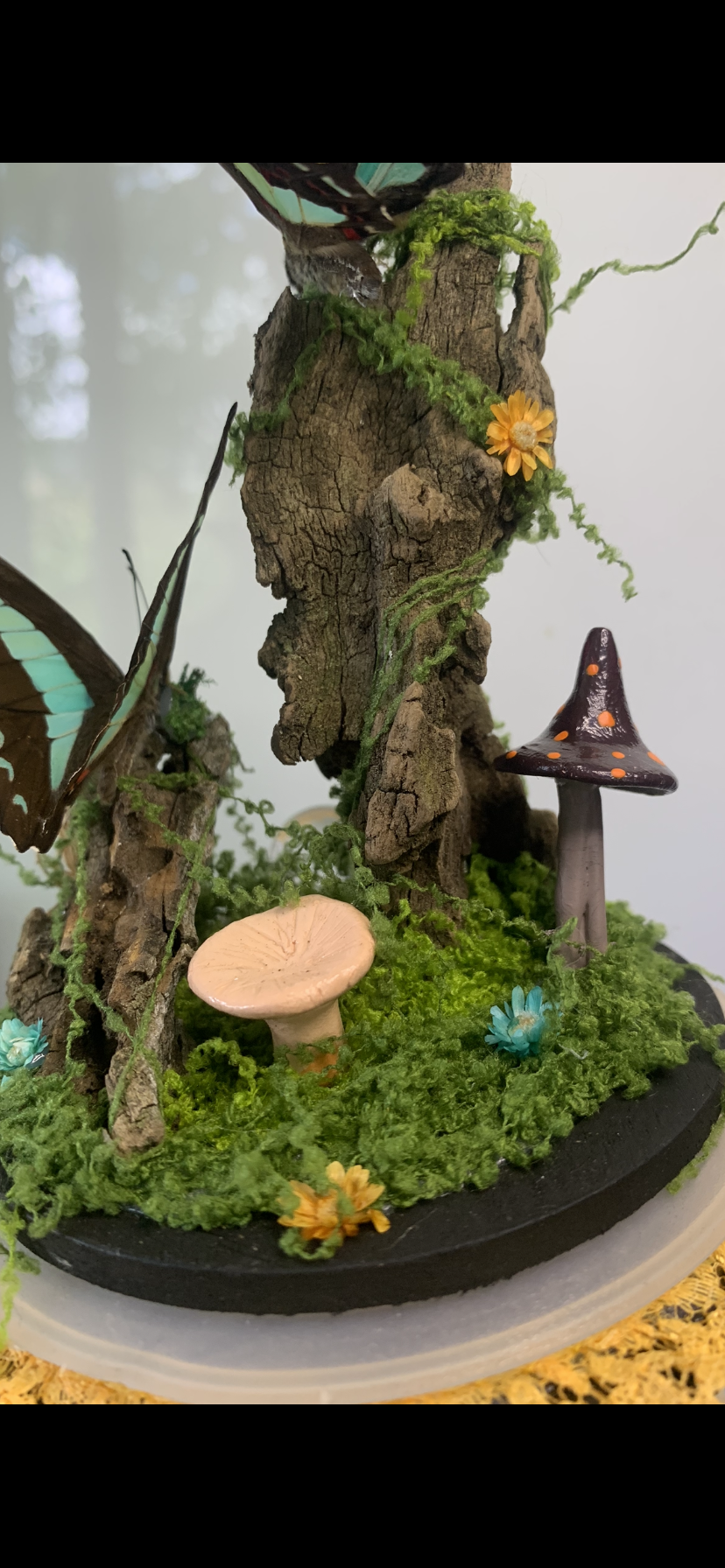 Large Double Butterfly Dome (graphium sepedon)