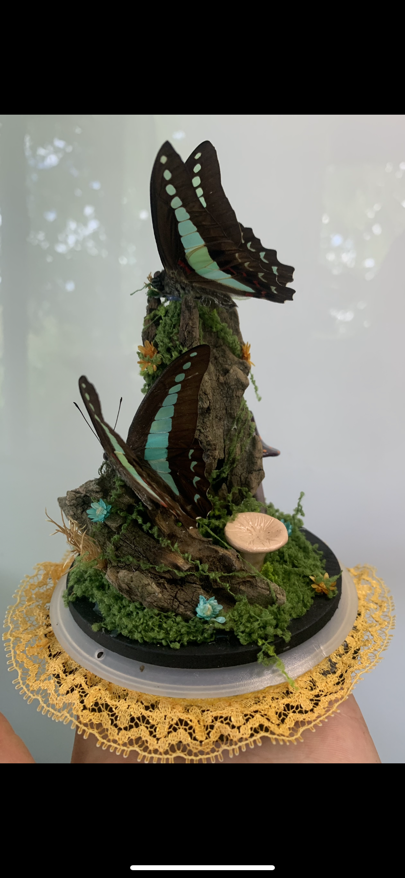 Large Double Butterfly Dome (graphium sepedon)