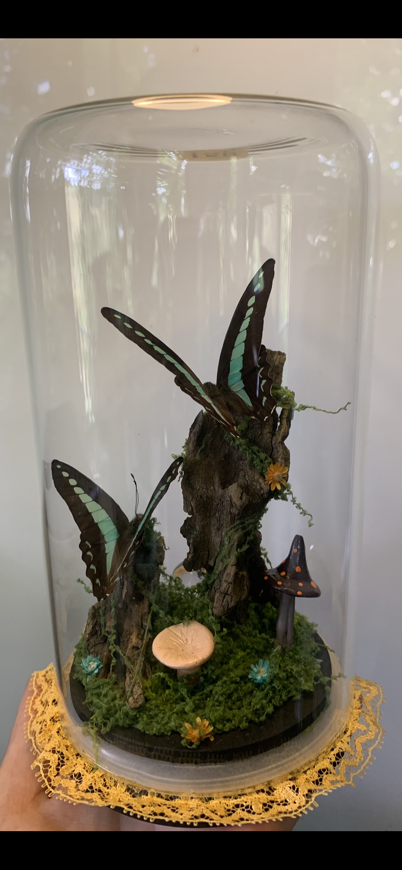 Large Double Butterfly Dome (graphium sepedon)