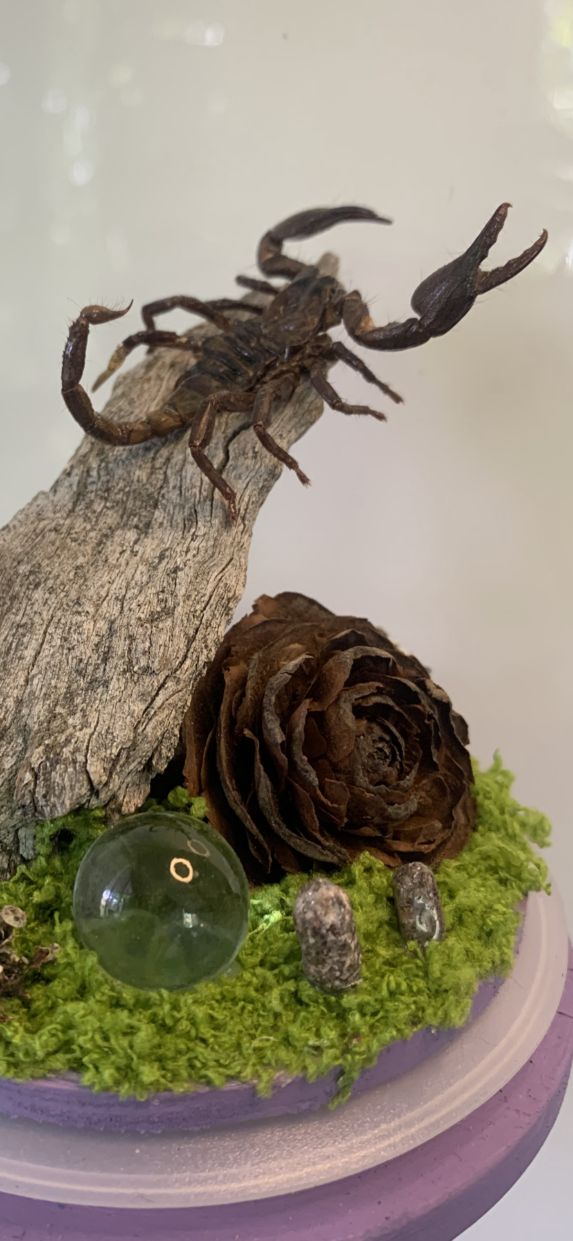Small Scorpio Dome