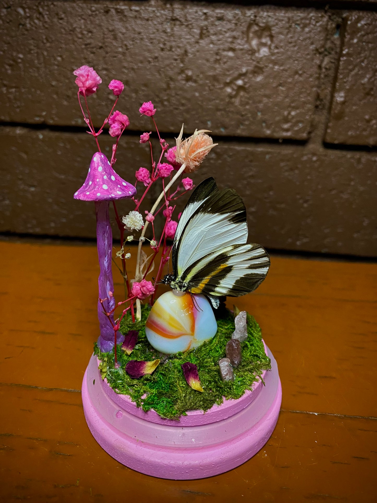 Small Pink Dome (Perrhybris pamela)