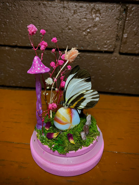 Small Pink Dome (Perrhybris pamela)