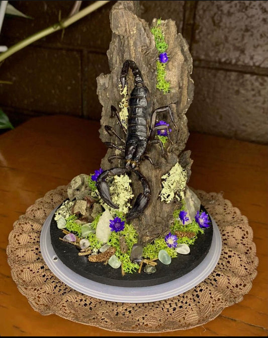 Scorpion Dome