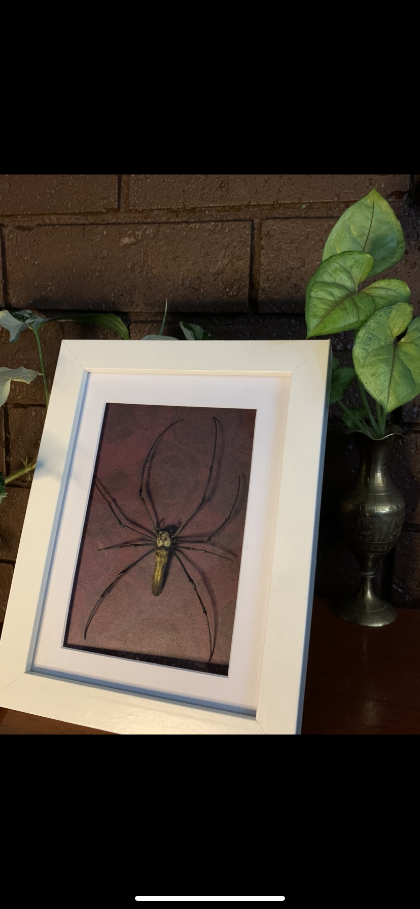 Framed Orb Spider
