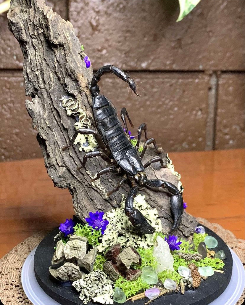 Scorpion Dome