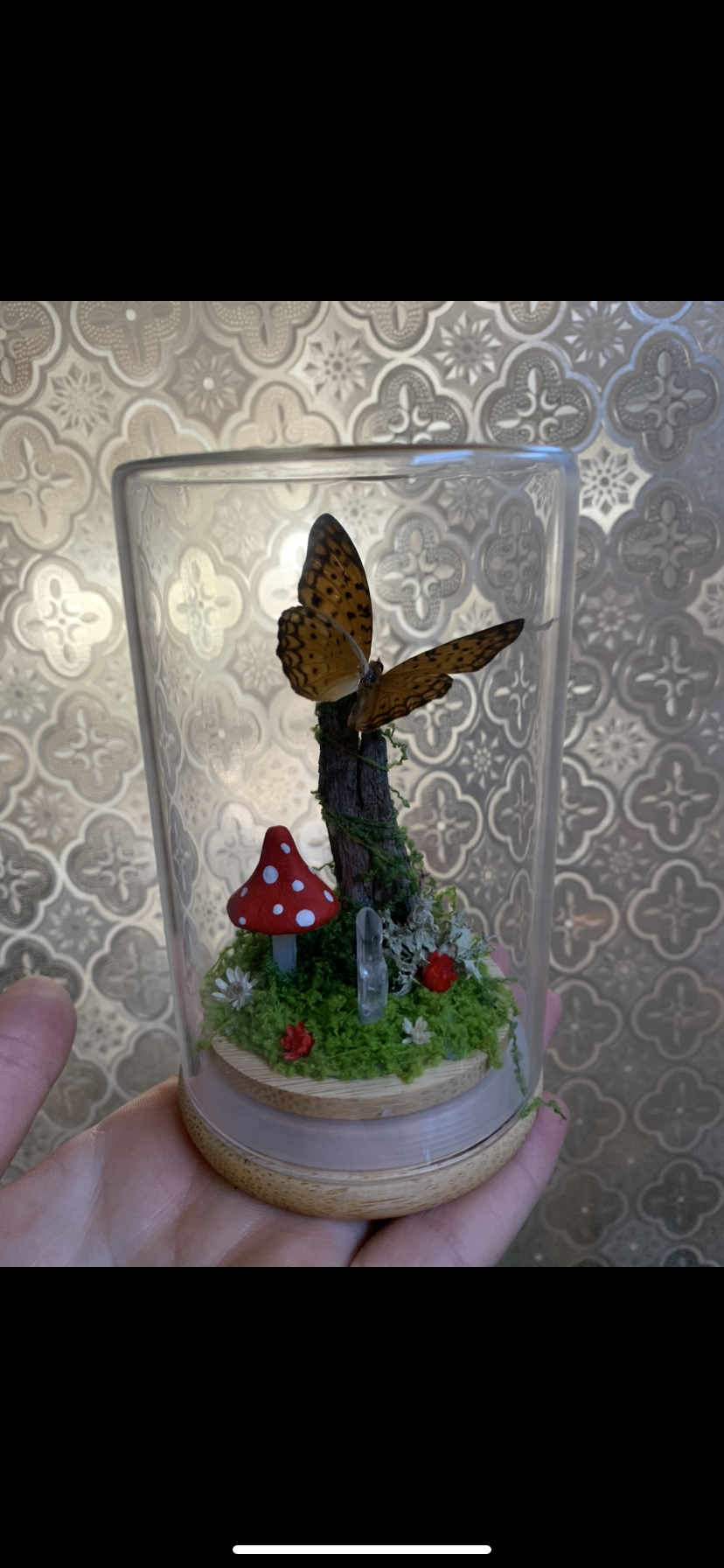 Small butterfly dome
