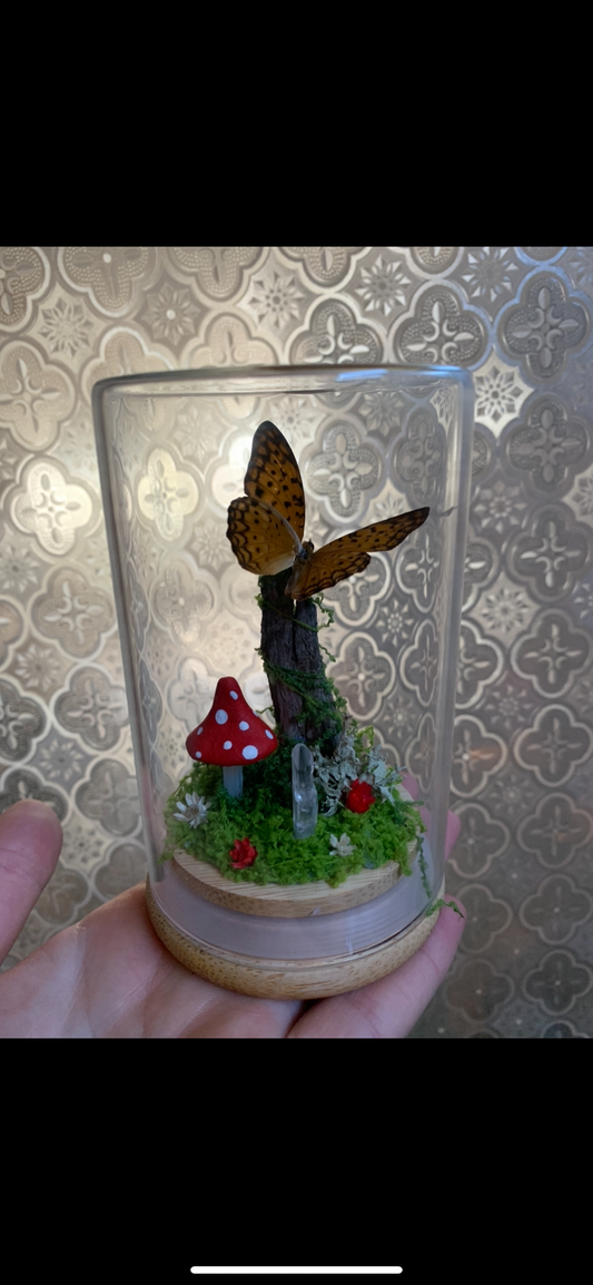 Small butterfly dome