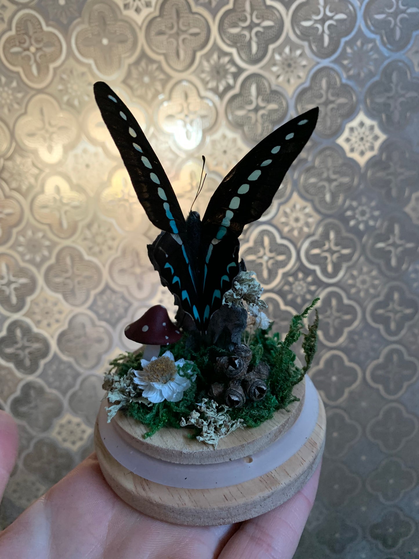 Small Graphium Sarpedon dome