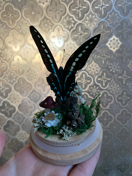 Small Graphium Sarpedon dome