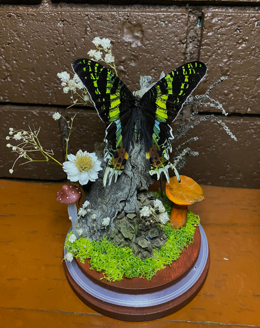 Large Butterfly Dome with Sunset Moth