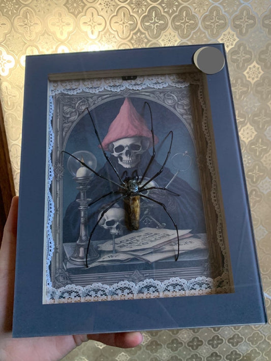 Golden Orb spider frame