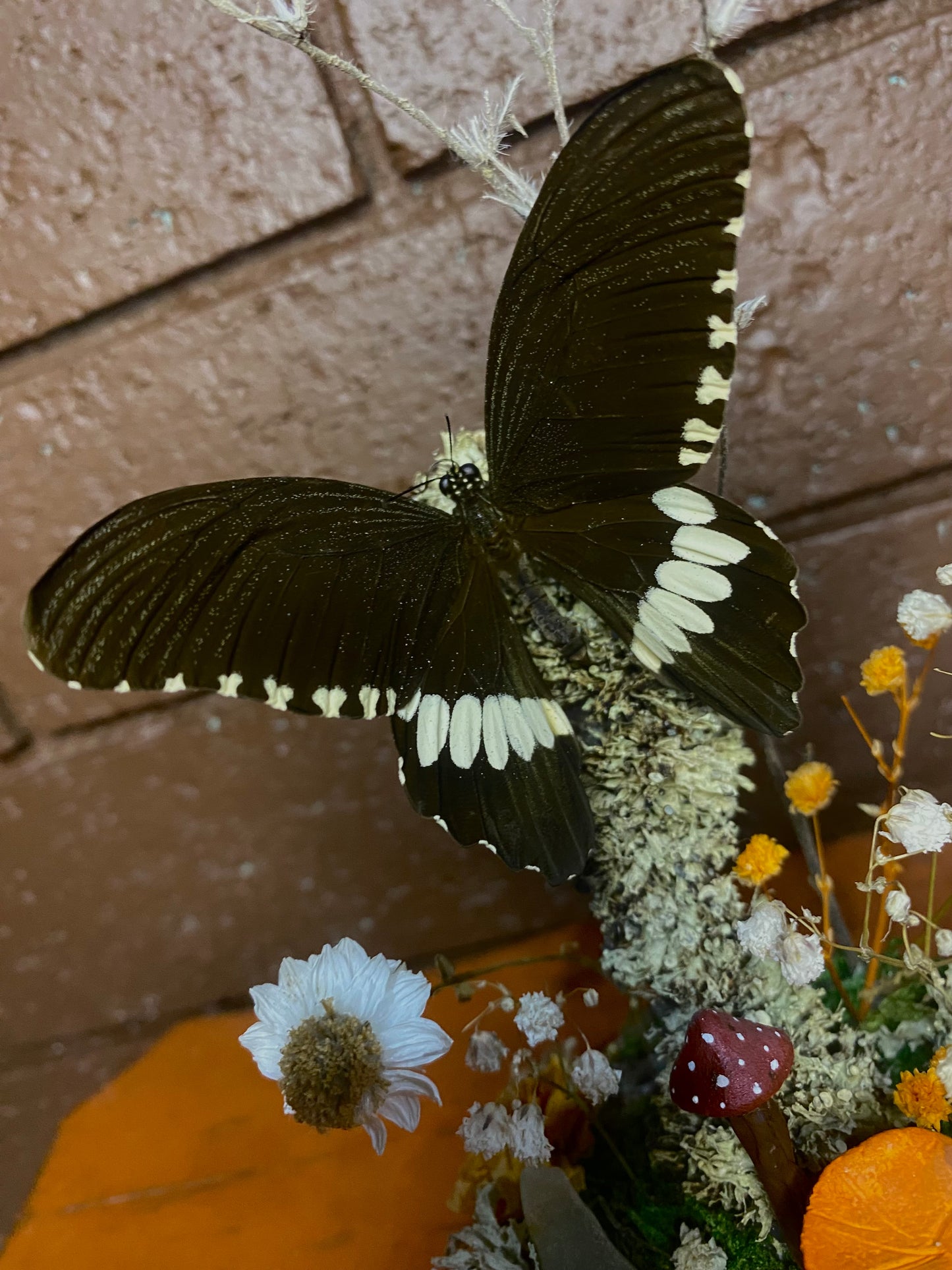 Large Butterfly Dome (Menelaides polytes ledebouria)