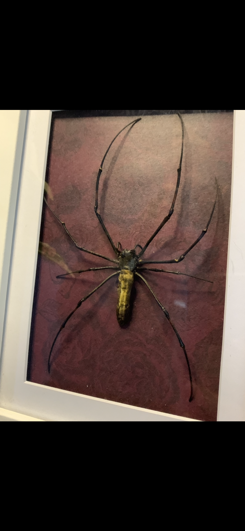 Framed Orb Spider