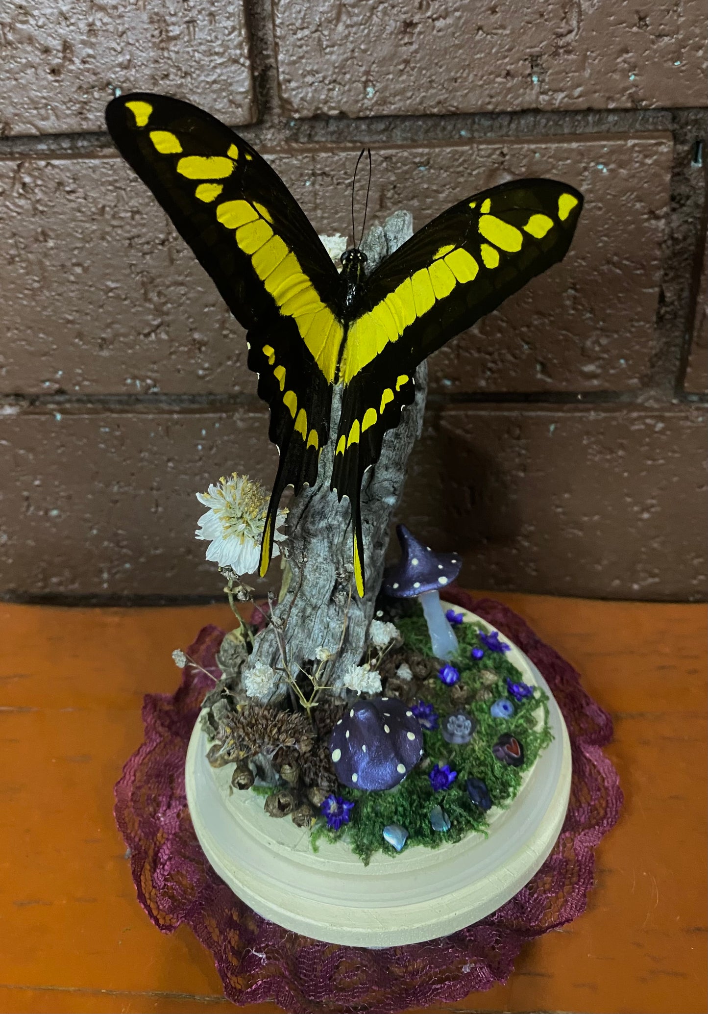 Large Butterfly Dome with Heraclides thoas