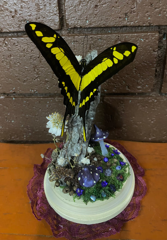 Large Butterfly Dome with Heraclides thoas