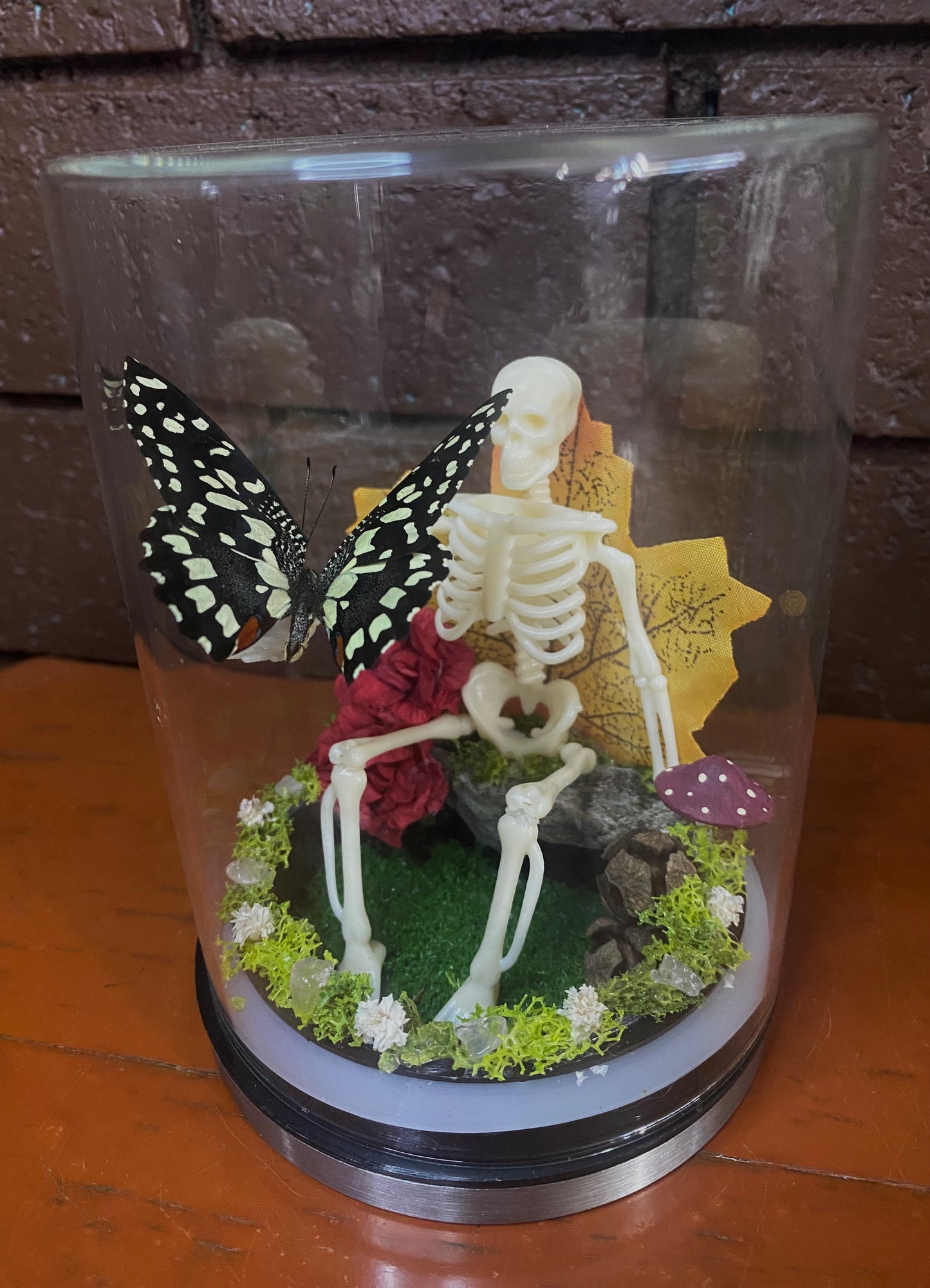 Skeleton Butterfly dome (Papilio demoleus libanius)