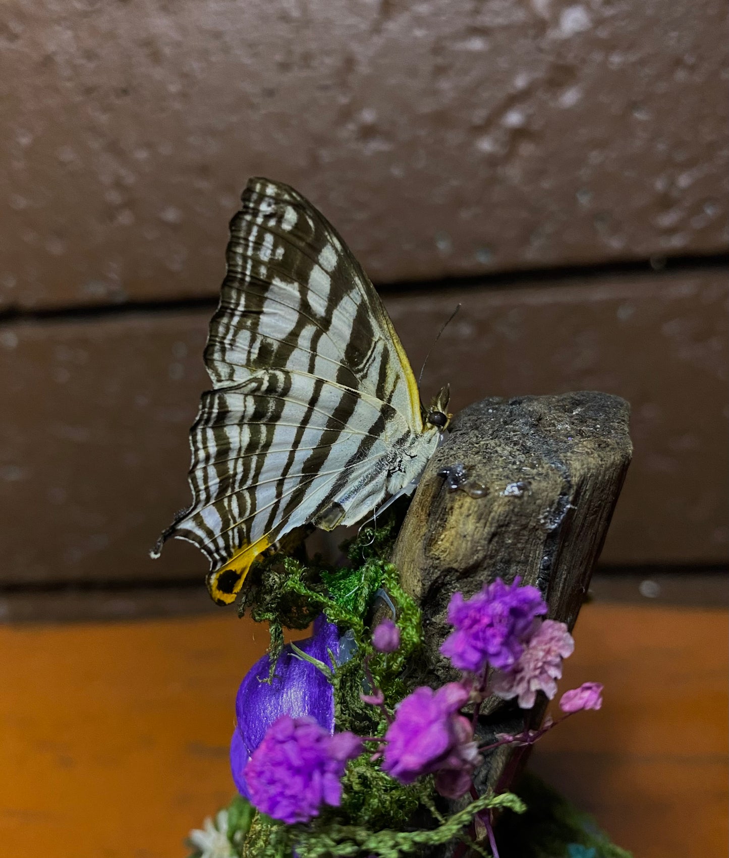 Small Butterfly Dome with clay eyes (Cyrestis maenalis