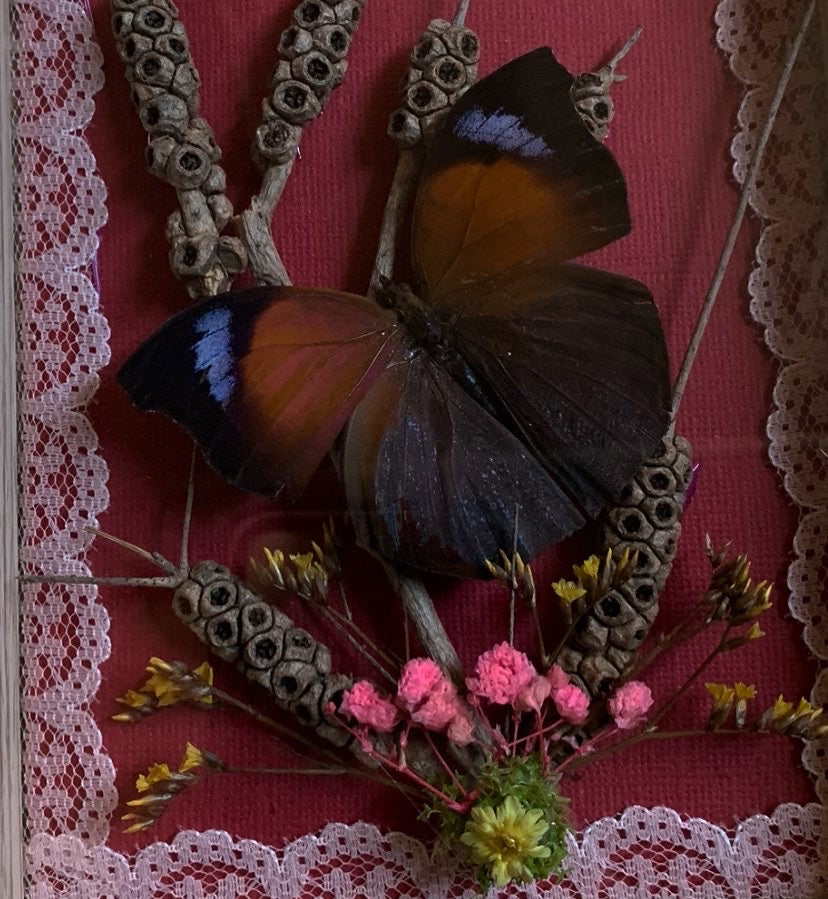 Butterfly frame