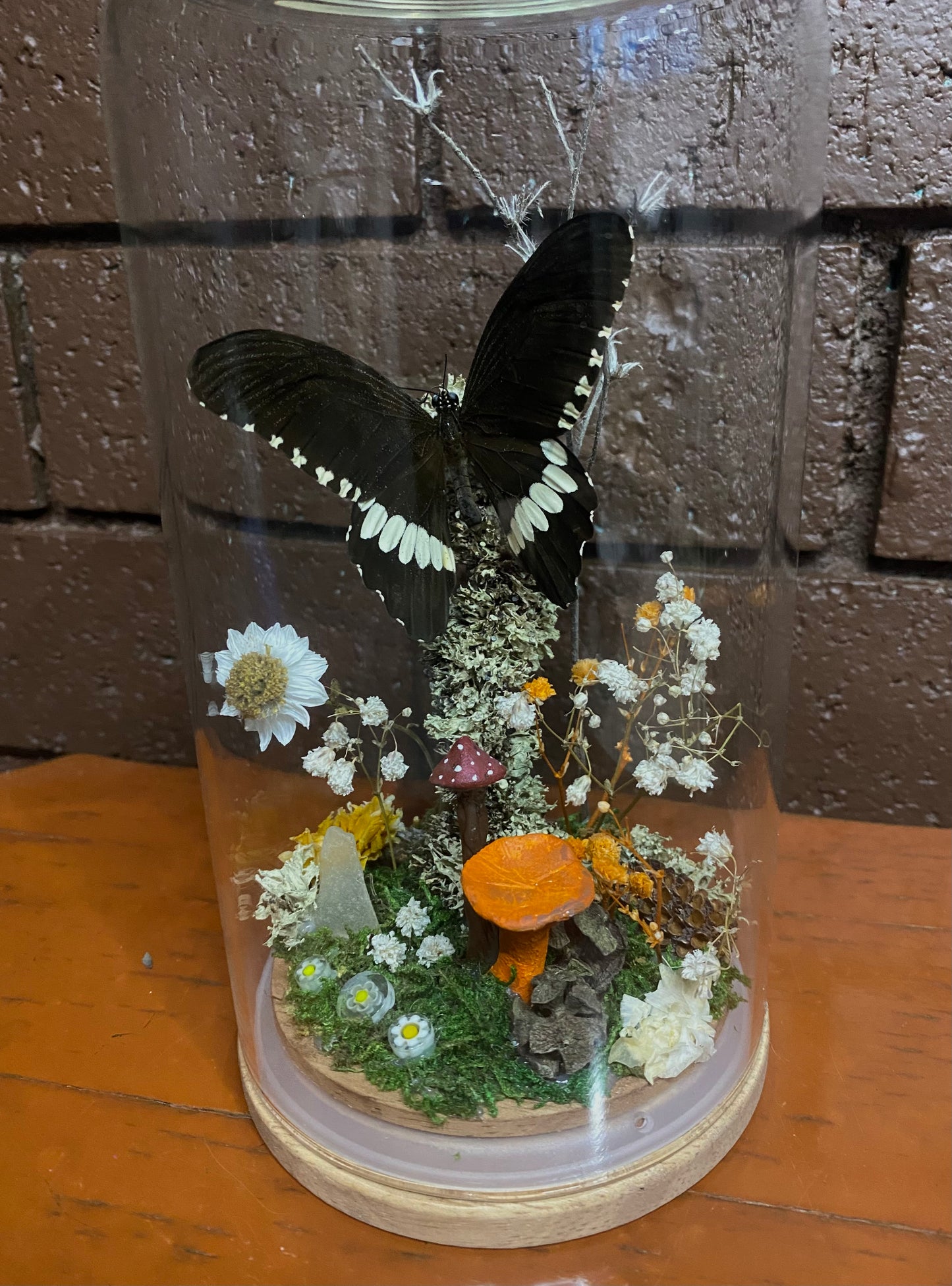 Large Butterfly Dome (Menelaides polytes ledebouria)