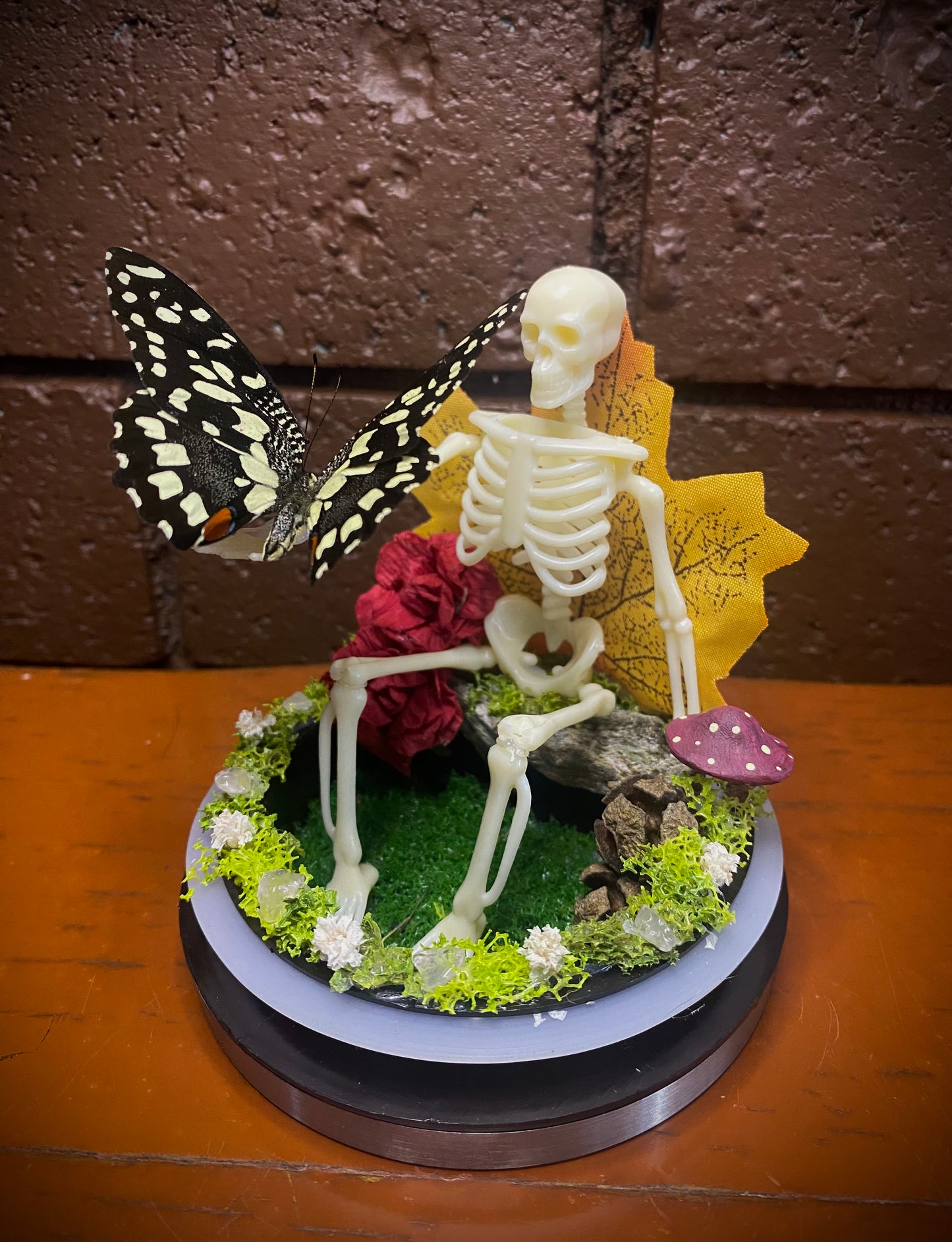 Skeleton Butterfly dome (Papilio demoleus libanius)