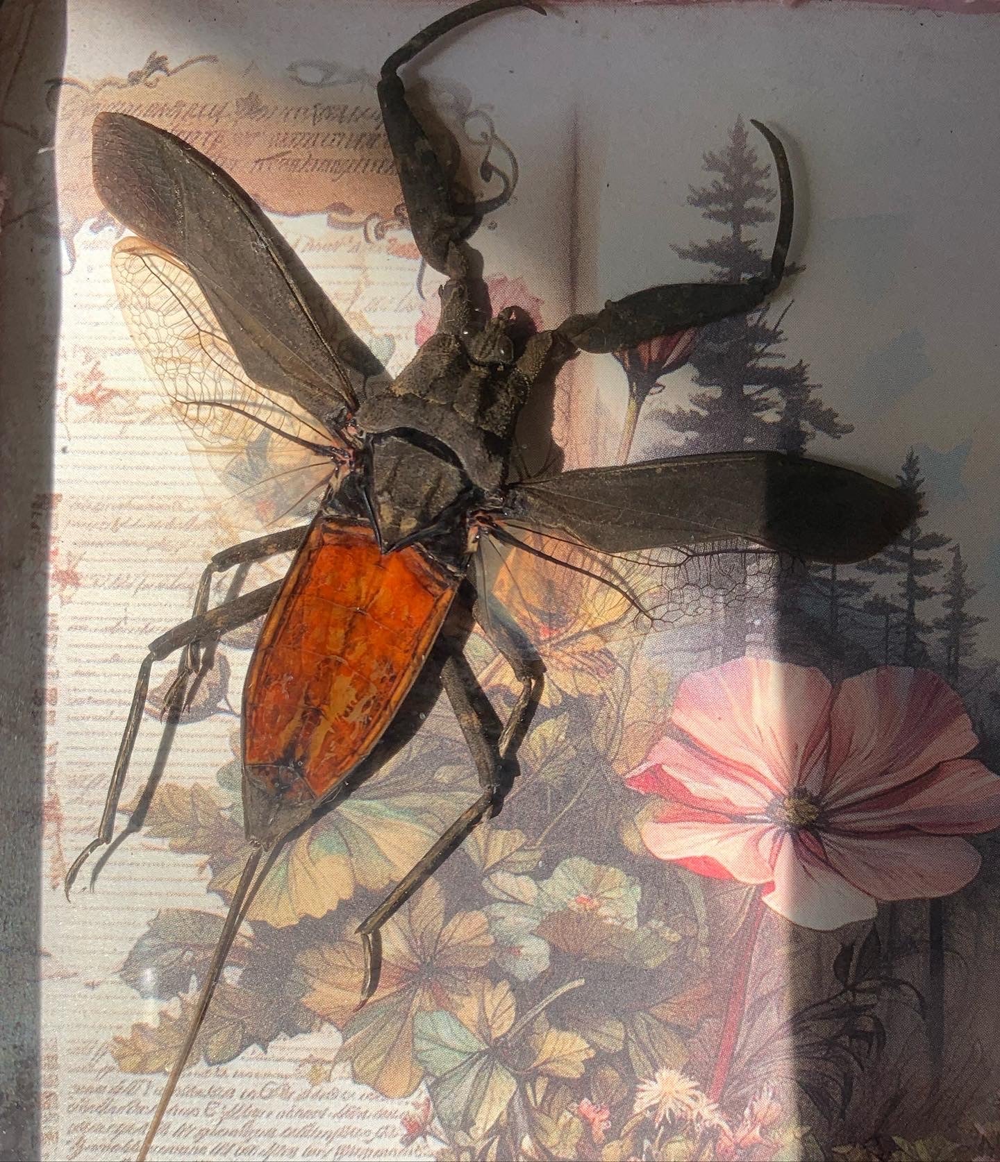 Nepra Java water scorpion frame