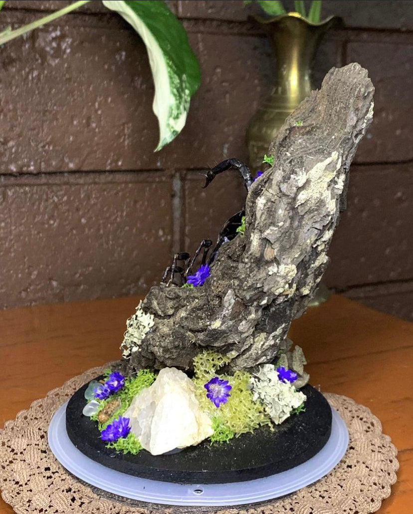 Scorpion Dome