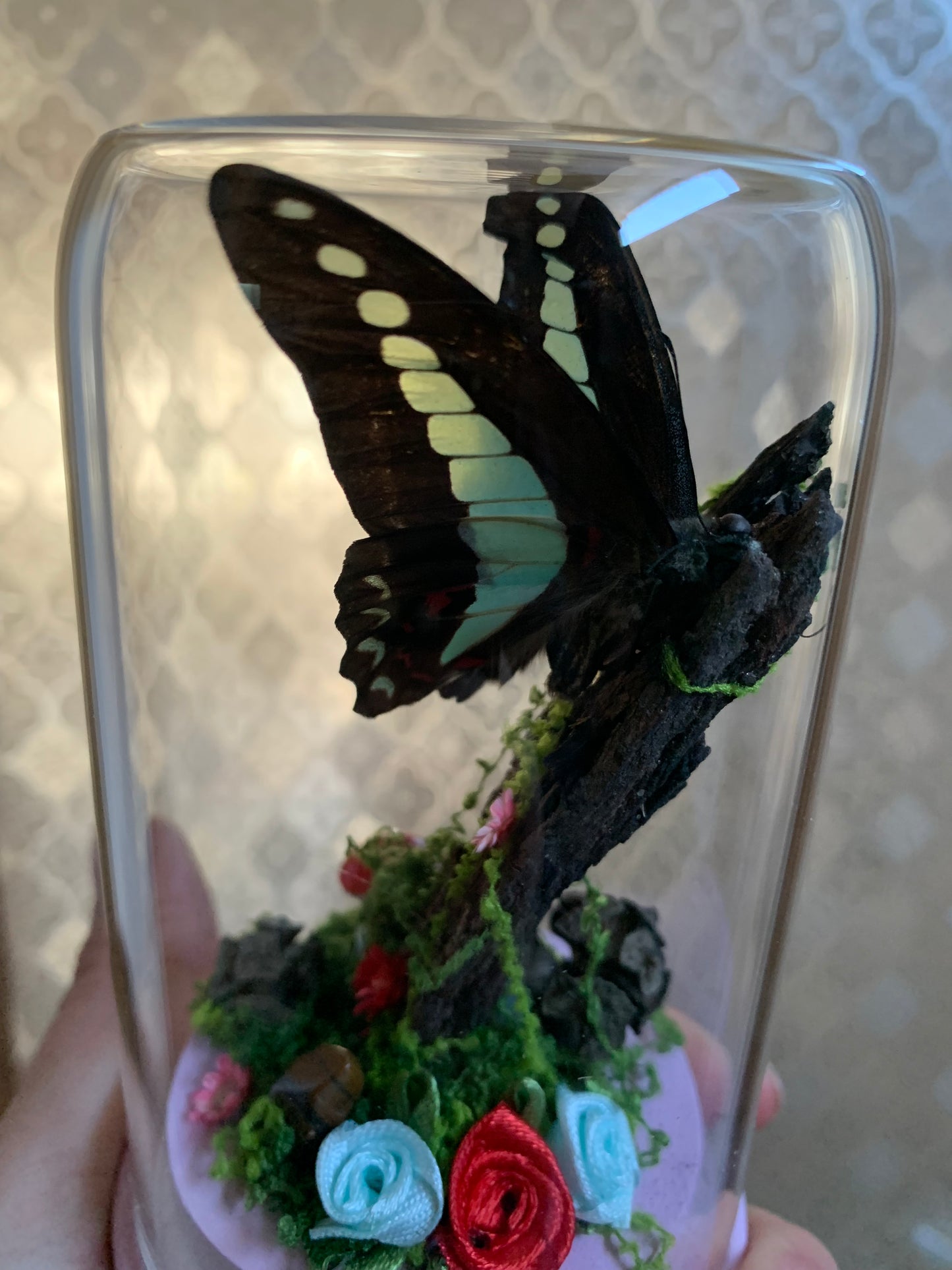 Small Graphium Sarpedon dome