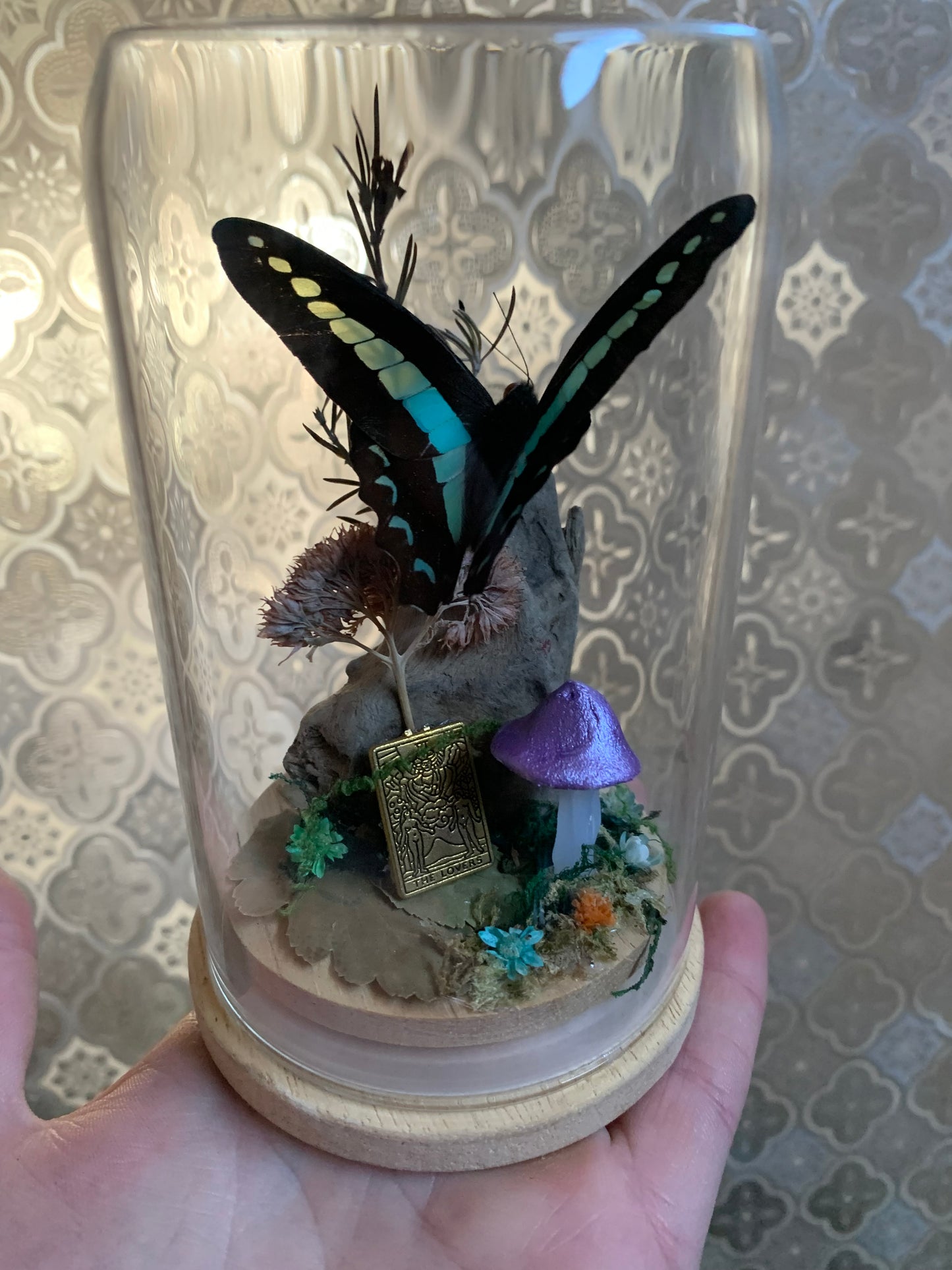 Small Graphium Sarpedon dome