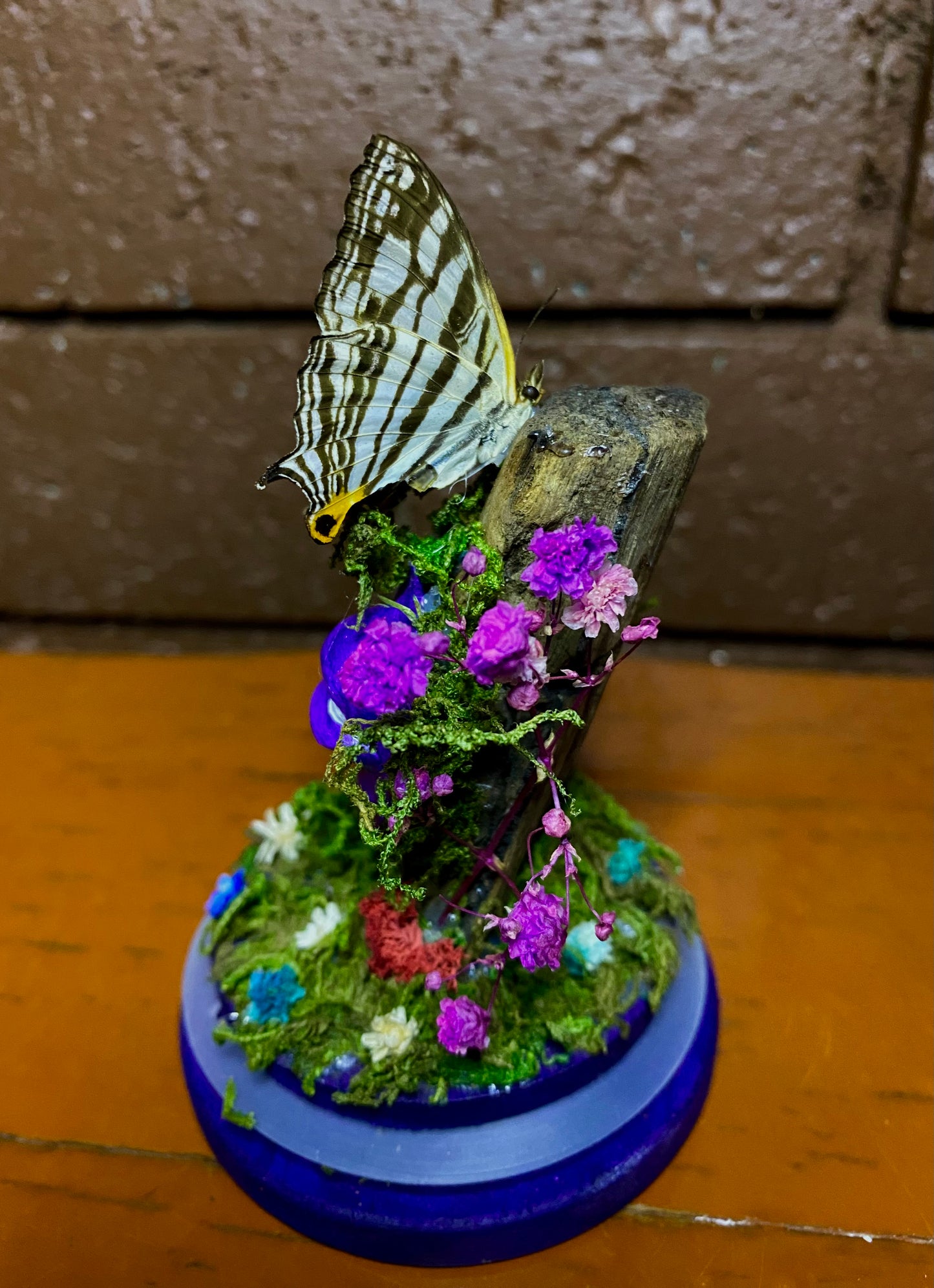 Small Butterfly Dome with clay eyes (Cyrestis maenalis