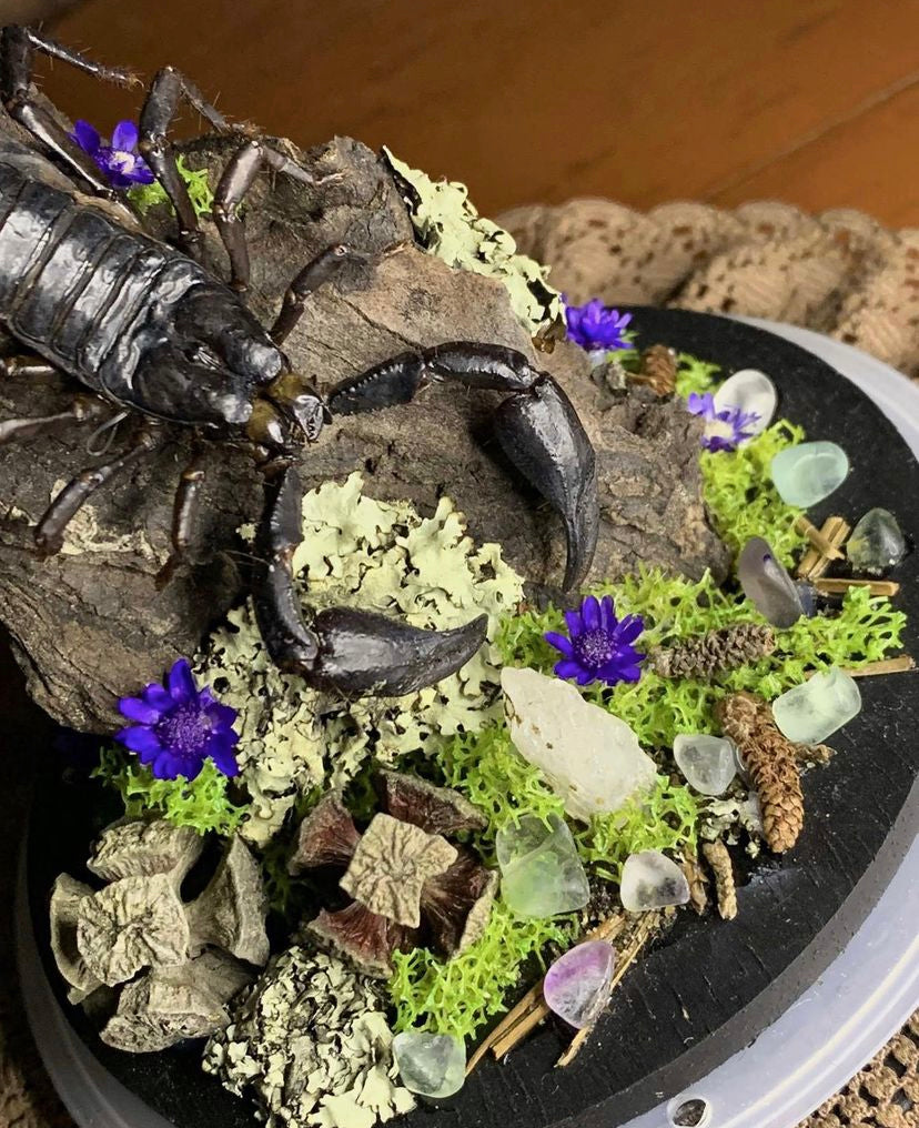 Scorpion Dome