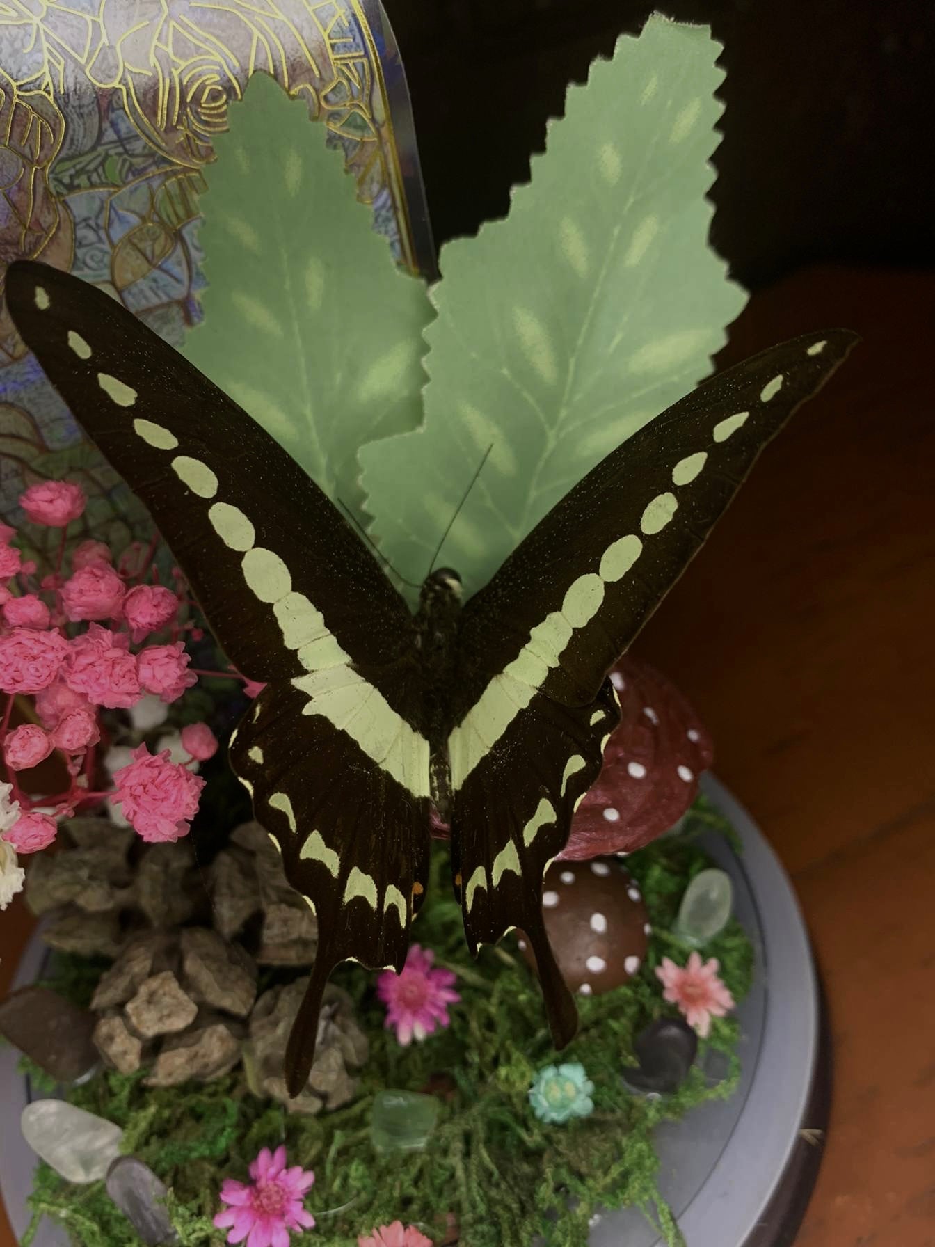 Butterfly Dome with Papilio demolion