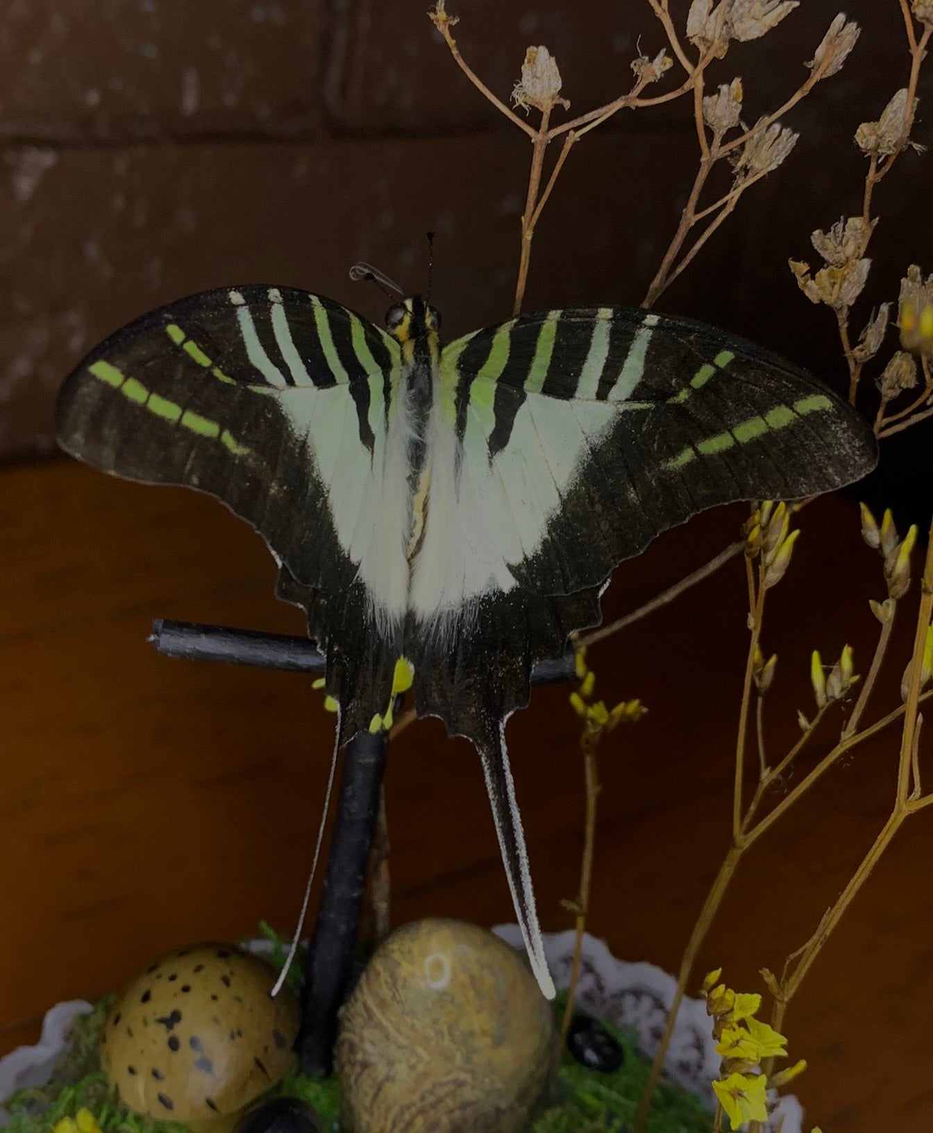 Zombie Butterfly Dome with (Graphium euphrates)