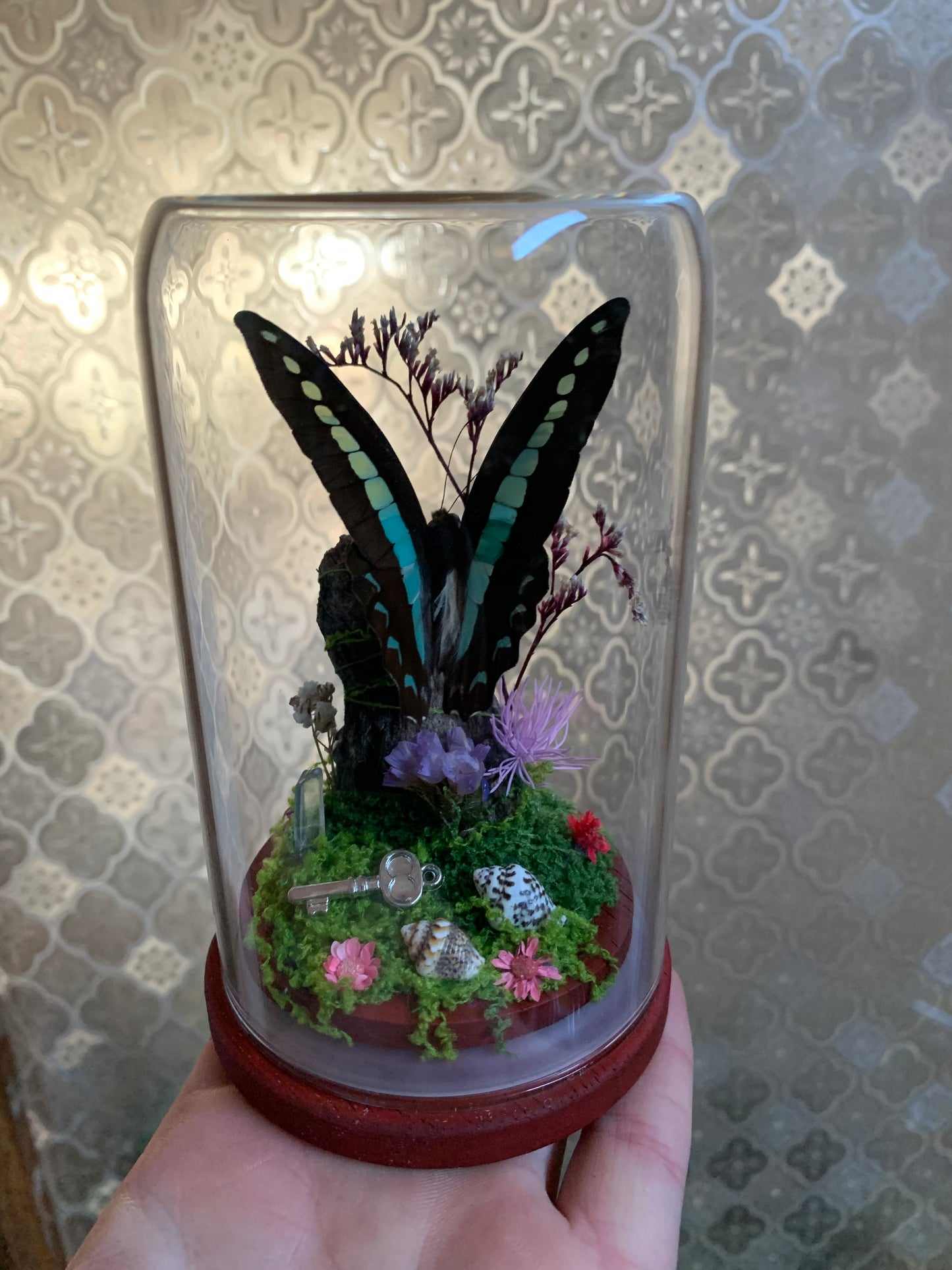 Small Graphium Sarpedon dome