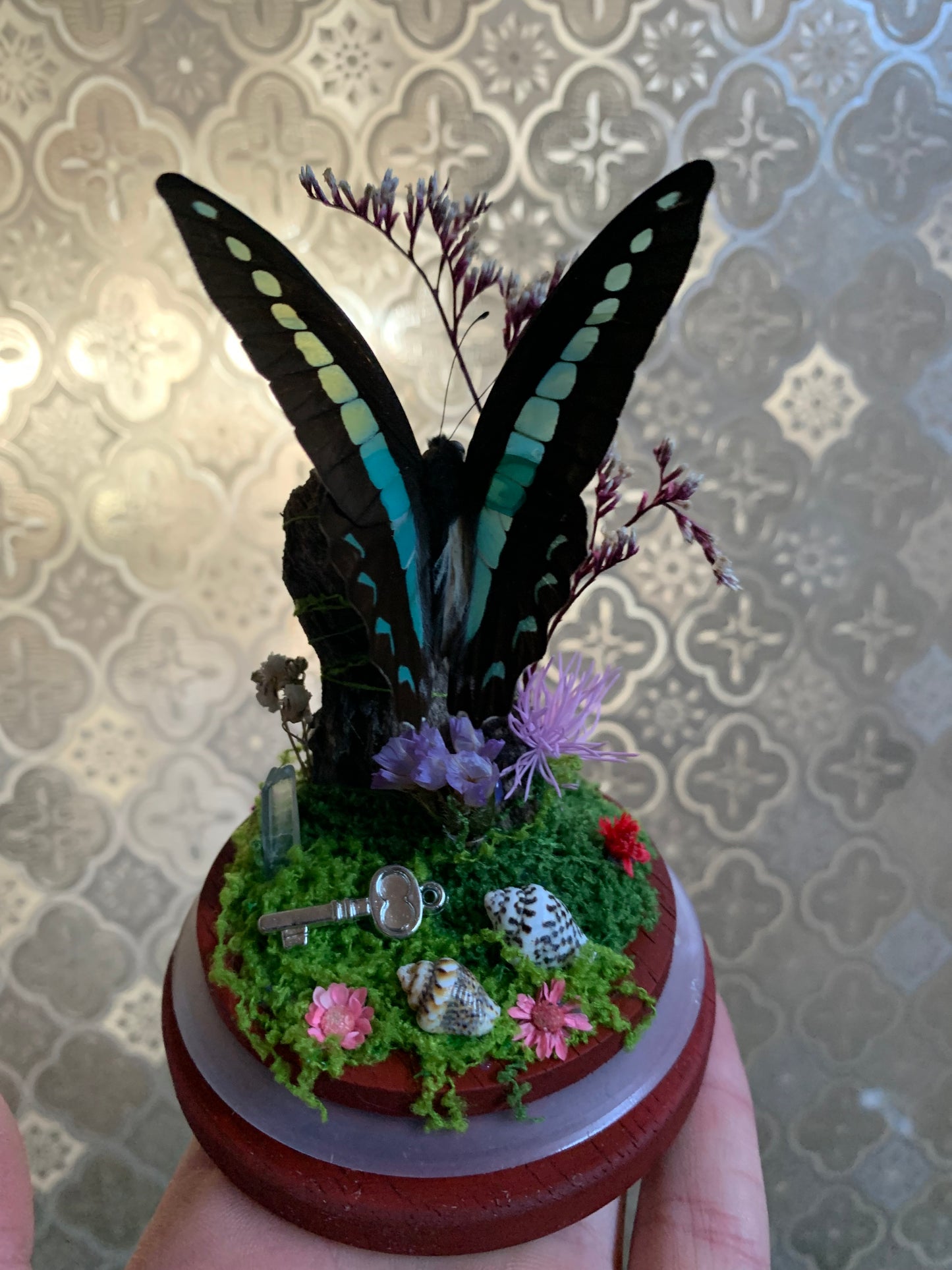 Small Graphium Sarpedon dome
